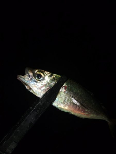 フロートゲーム～