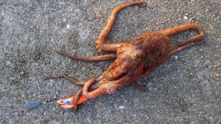 梅雨メバル調査