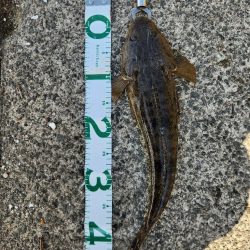 久しぶりのヤーツ！