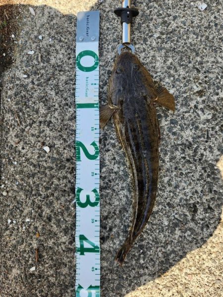 久しぶりのヤーツ！