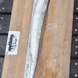 何とか釣れたオフシーズン太刀魚