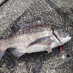 カマス再チャレンジ