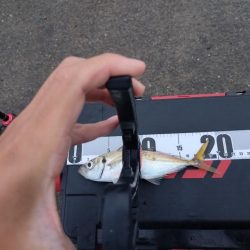 泉大津　アジ釣果