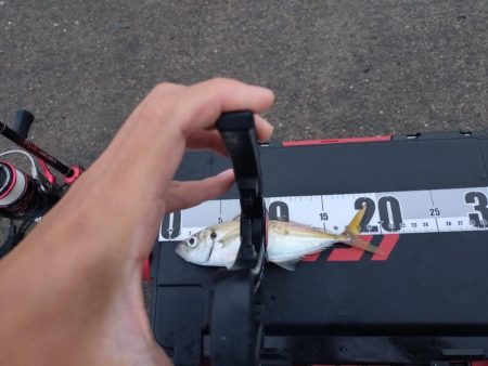 泉大津　アジ釣果