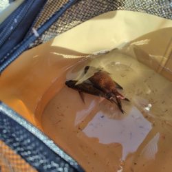 子供達と行くも撃沈