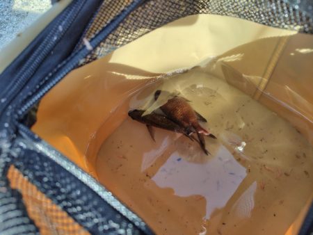 子供達と行くも撃沈