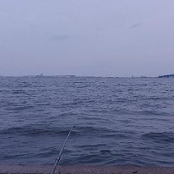 アジ探し@りんくう