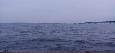 アジ探し@りんくう