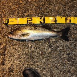 梅雨入り前の釣行