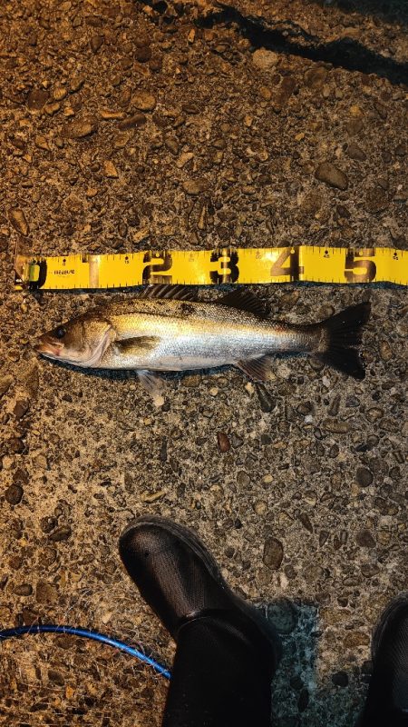 梅雨入り前の釣行