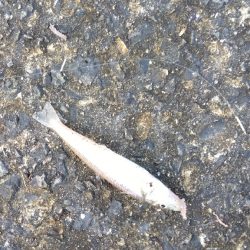 苅屋海岸のキス釣り