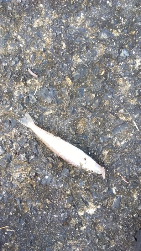 苅屋海岸のキス釣り