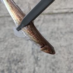 陸っぱり釣行記