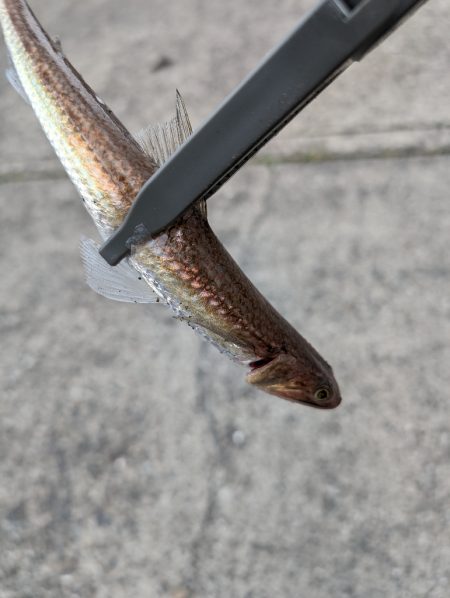 陸っぱり釣行記