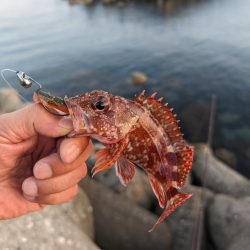 陸っぱり釣行記