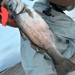 夕マズメ短時間釣行。