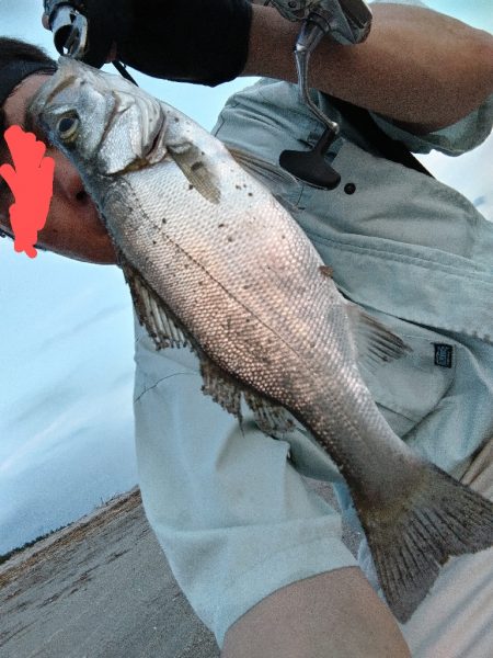 夕マズメ短時間釣行。