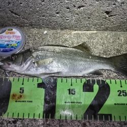 癒しのヒラセイゴ釣り