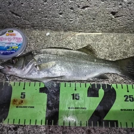 癒しのヒラセイゴ釣り