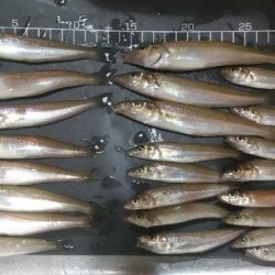 ピンギス数釣り