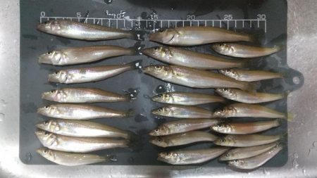 ピンギス数釣り