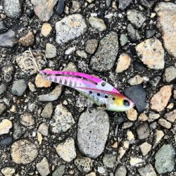 キジハタ1匹(お)