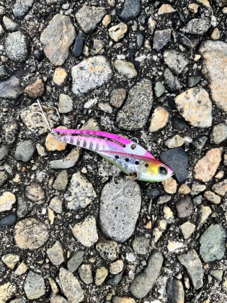 キジハタ1匹(お)