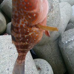 キジハタ1匹!カサゴ1匹!