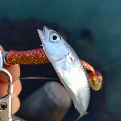 キジハタ、小サバ