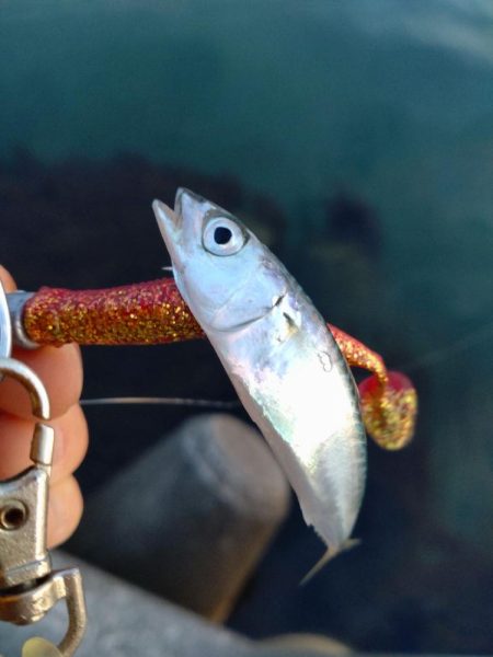 キジハタ、小サバ