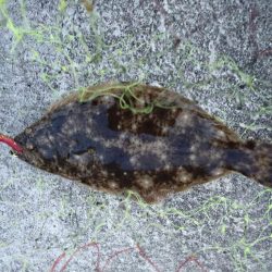 キジハタ、ヒラメ