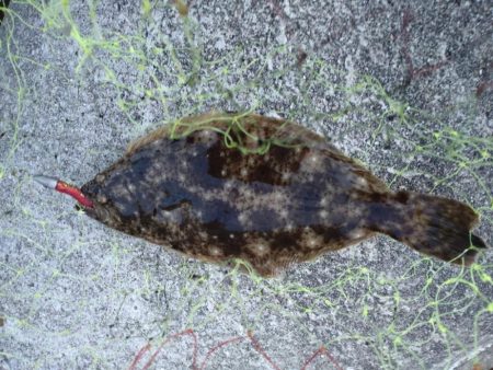 キジハタ、ヒラメ