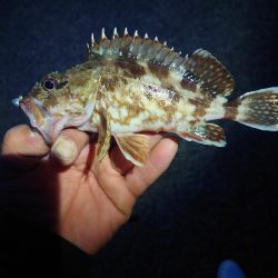 いろいろ釣れました