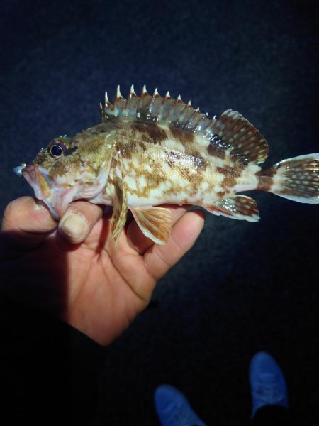 いろいろ釣れました