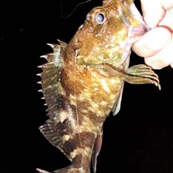 ショアジギングからアジング