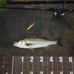 タコ🐙からシーバス🐟