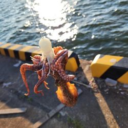 タコ狙い🐙ふ