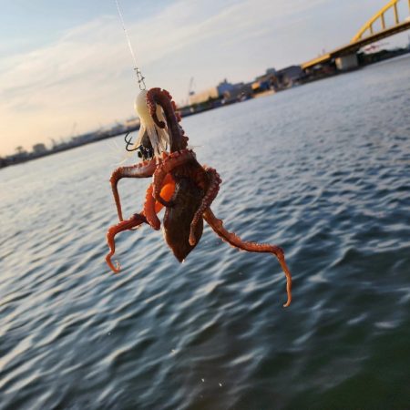 オクトパッシング🐙