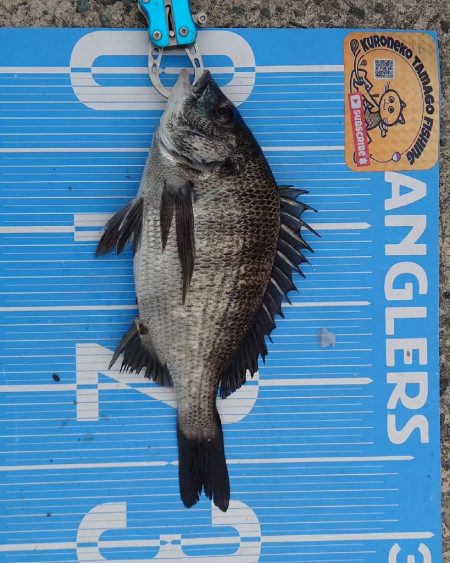 紀州釣りに挑戦しました🙋