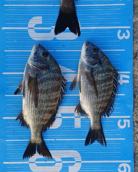 紀州釣りに挑戦🙋