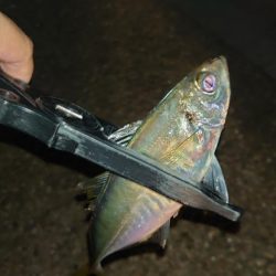 てっきり居着き鯵かと思いきや！？