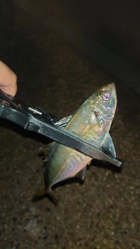 てっきり居着き鯵かと思いきや！？