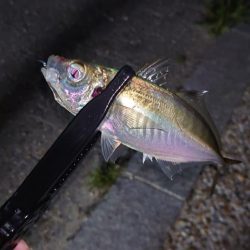 まさかの1匹が現れる