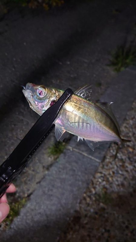 まさかの1匹が現れる