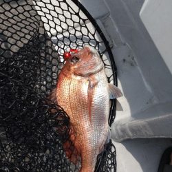 長女とタイラバ！