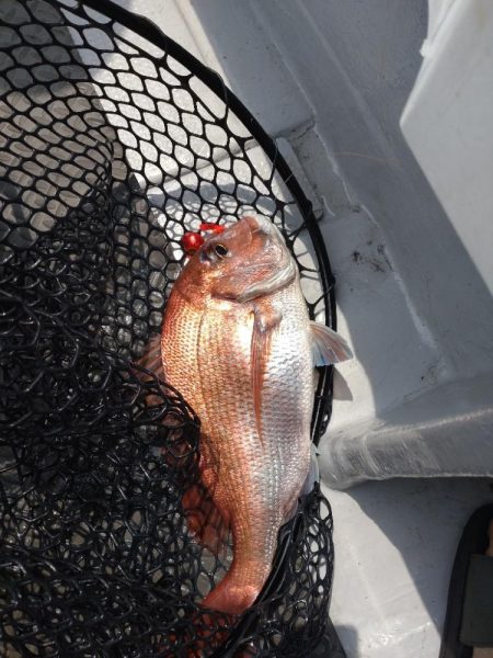 長女とタイラバ！