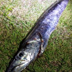 コノシロの群れの後に…