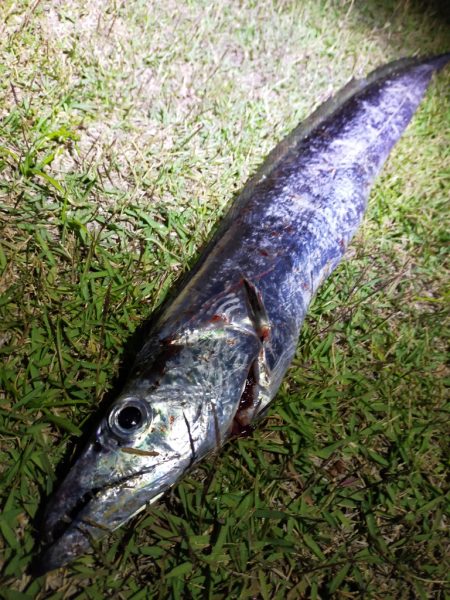 コノシロの群れの後に…