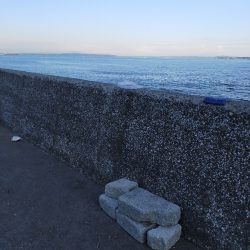 夕マヅメにコノシロの群れ