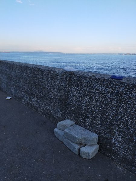 夕マヅメにコノシロの群れ